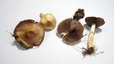 Agaricus semotus image