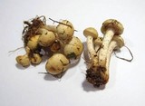 Pholiota gummosa image