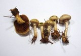 Pholiota gummosa image