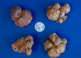 Tuber lyoni image