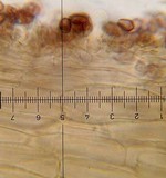Psilocybe hoogshagenii var. hoogshagenii image