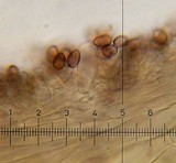 Psilocybe hoogshagenii var. hoogshagenii image