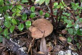 Suillus lakei image