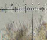 Psilocybe hoogshagenii var. hoogshagenii image