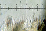 Psilocybe hoogshagenii var. hoogshagenii image
