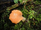 Guepinia helvelloides image