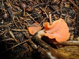 Guepinia helvelloides image