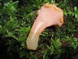 Guepinia helvelloides image