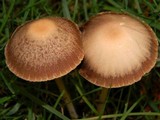 Psathyrella corrugis image