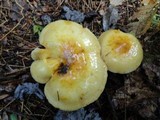Pholiota alnicola image