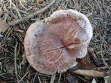 Hygrophorus erubescens image