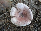 Hygrophorus erubescens image