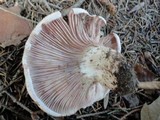 Hygrophorus erubescens image