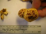 Gymnopilus sapineus image