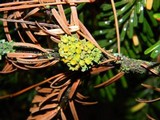 Xanthomendoza hasseana image