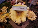 Cantharellus formosus image