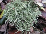 Cladonia furcata image