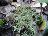 Cladonia furcata image