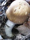 Agaricus silvaticus image