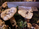 Cantharellus subalbidus image