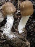 Agaricus silvaticus image