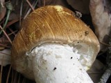 Agaricus silvaticus image