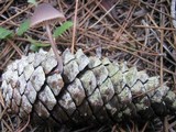 Mycena seynesii image