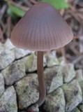 Mycena seynesii image