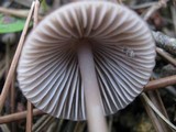 Mycena seynesii image