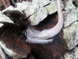 Mycena seynesii image