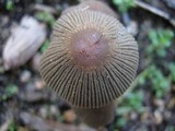 Parasola auricoma image