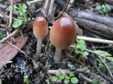Parasola auricoma image