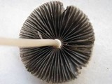 Parasola auricoma image