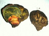 Gastroboletus turbinatus image