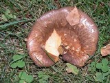 Paxillus involutus image