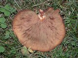 Paxillus involutus image