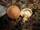 Tricholoma vaccinum image