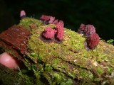 Stemonitis fusca image