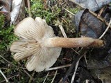 Tricholoma vaccinum image