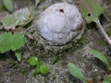 Disciseda cervina image