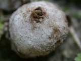 Disciseda cervina image