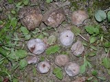 Disciseda cervina image