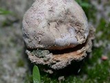 Disciseda cervina image