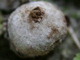 Disciseda cervina image