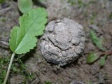 Disciseda cervina image