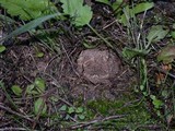 Disciseda cervina image