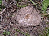 Disciseda cervina image