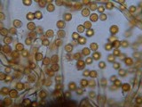 Disciseda cervina image