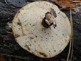Royoporus badius image