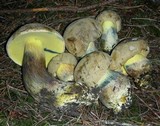 Boletus rubripes image